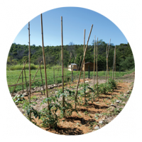 potager-rond.png