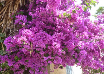 martina_pedron_aout_2019_fleurs_a_cavalaire_2_50x70.jpg