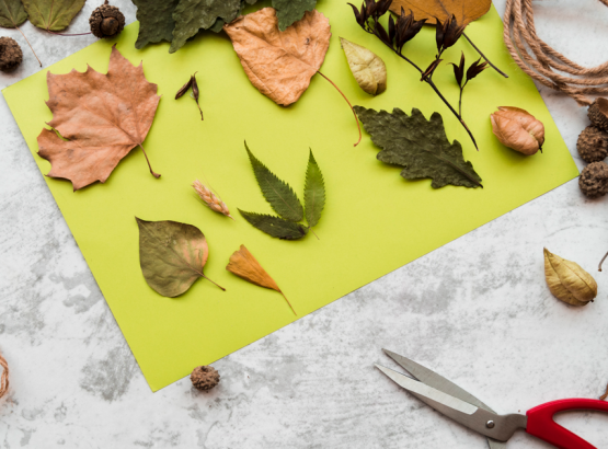 collage_feuilles.png