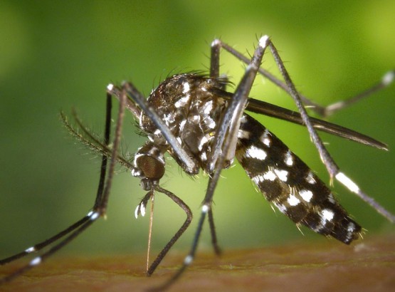 moustique-tigre-855px.jpg moustique-tigre-855px.jpg