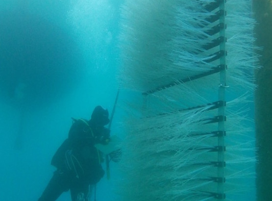refish_heraclea21-960x430.jpeg