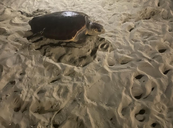 tortue.jpg