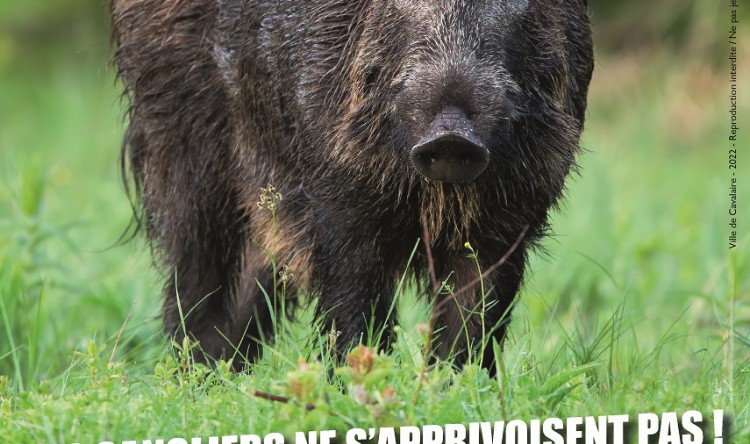 flyer_sanglier_plan_de_travail_1.jpg