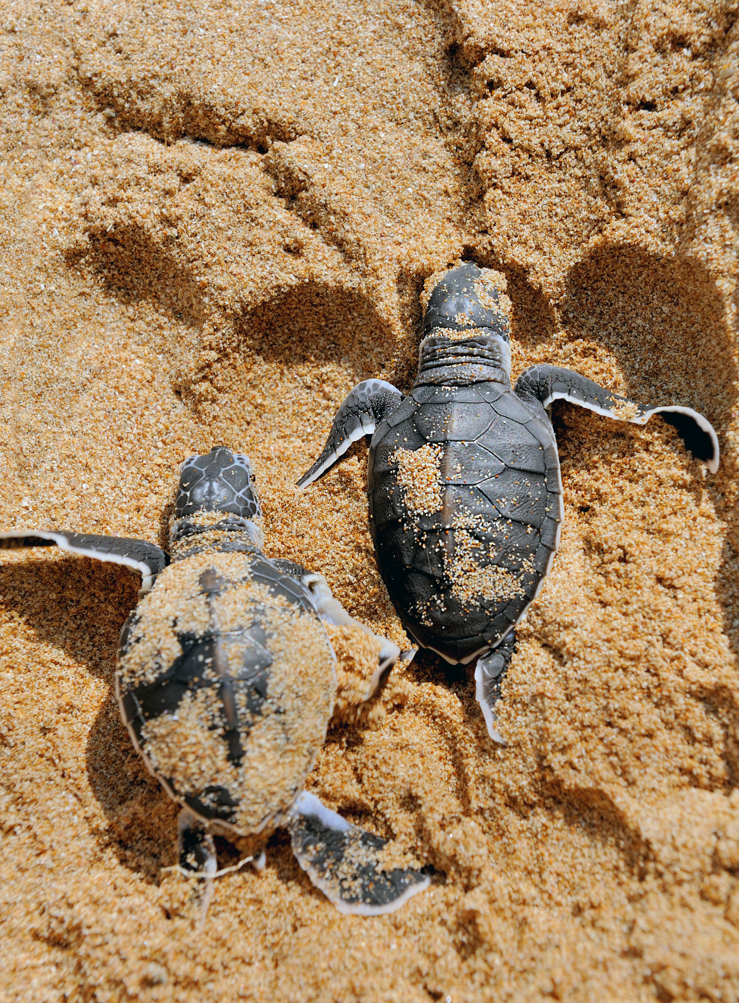 baby-turtles-moving-towards-ocean.jpg