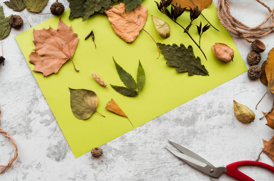 collage_feuilles.png
