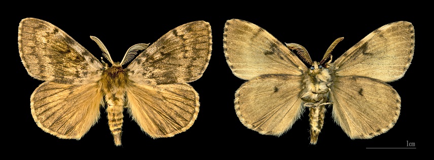 lymantria_dispar_mhnt.cut_.2012.0.357_col_de_cricheto_bastelica_male.jpg