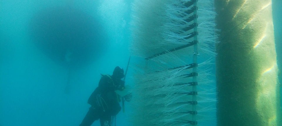 refish_heraclea21-960x430.jpeg