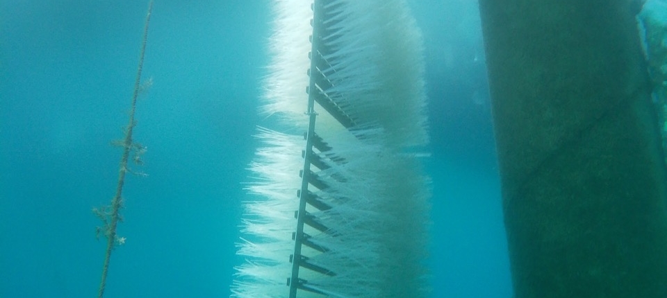 refish_heraclea24-960x430.jpeg